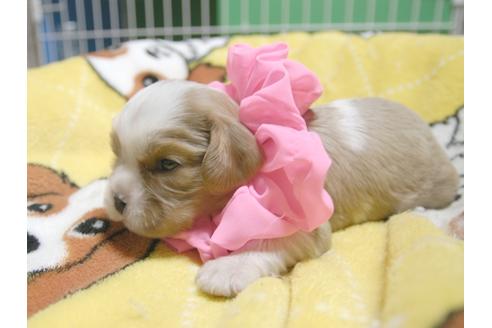 成約済の埼玉県のキャバリアキングチャールズスパニエル-52513の3枚目